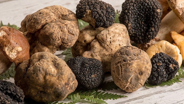 5 GIUGNO 2024 SERATA TARTUFO NERO ESTIVO IL GUSTO DELLA VITA 